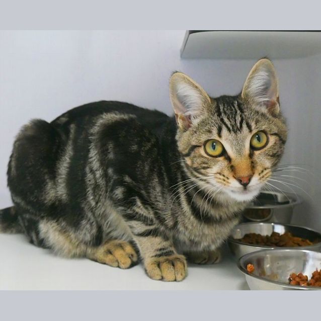 Photo of Tiger & Lily Rsuk9755 & Rusk9756