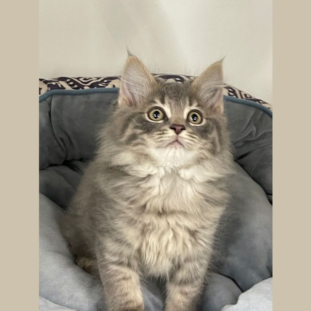 Photo of Melman