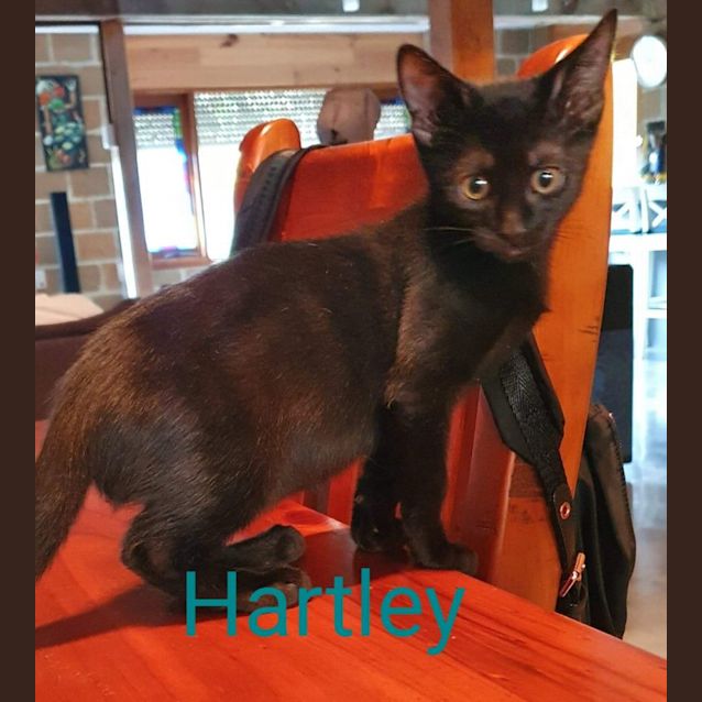 Photo of Hartley
