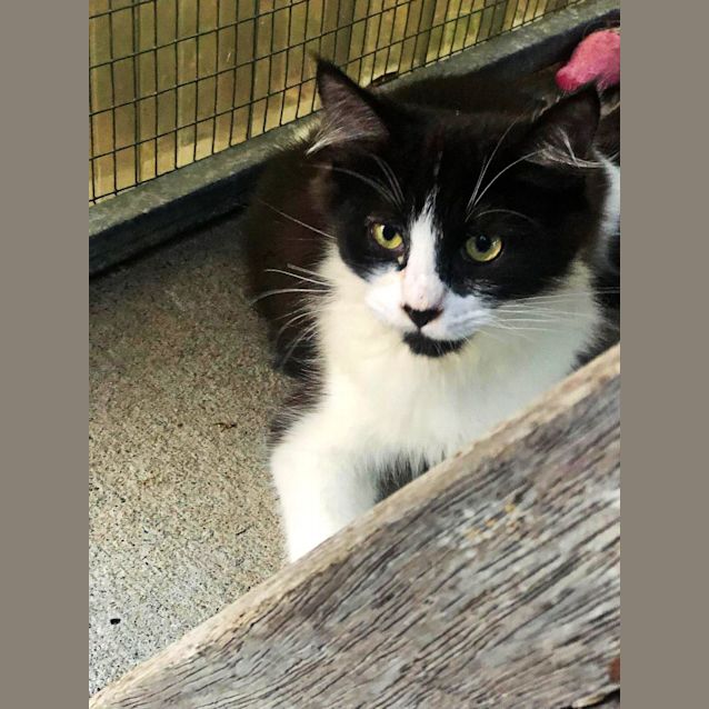 Photo of Tuxie