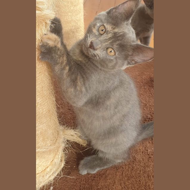 Photo of Ash