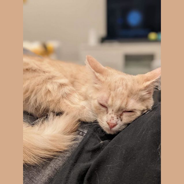Photo of Pearl