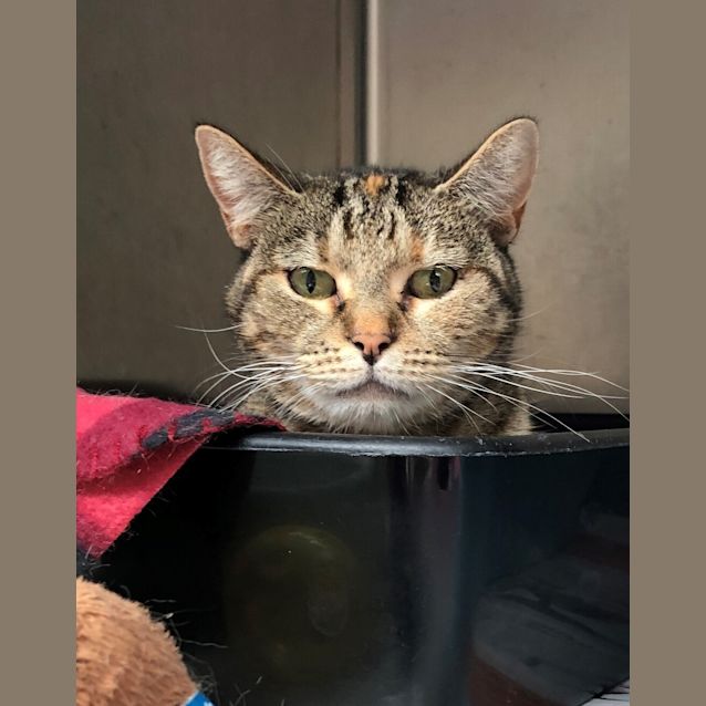 Photo of Rosie