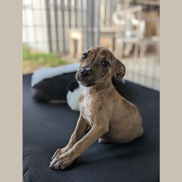 Photo of Phoenix