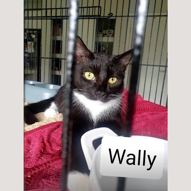 Photo of Wally 