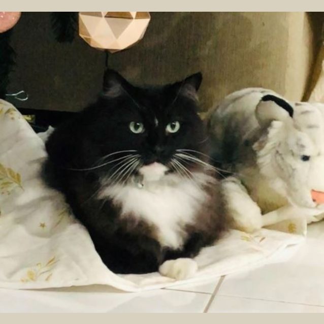 Photo of Bojangles