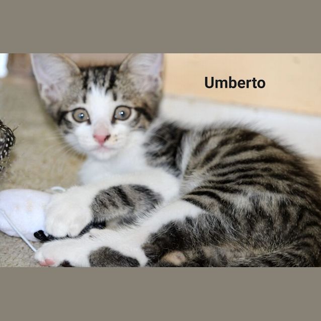 Photo of Umberto