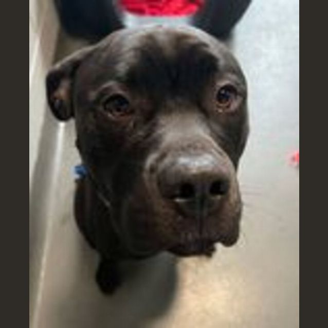 Photo of Diesel