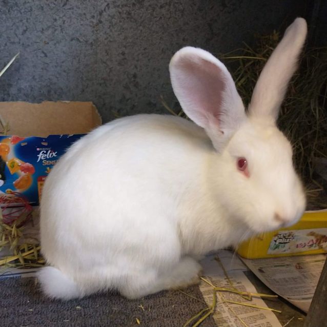 Photo of Cloverbelle