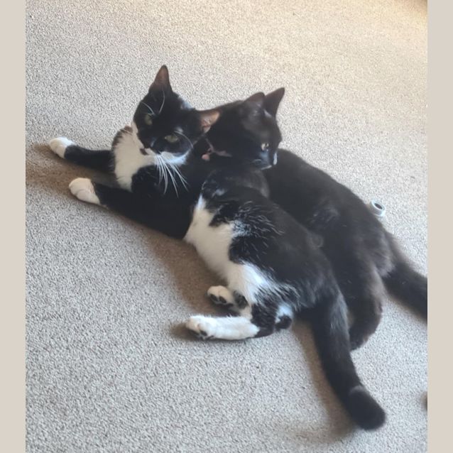 Photo of Luna And Bella