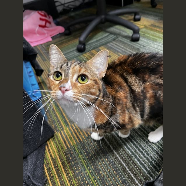Photo of Bella