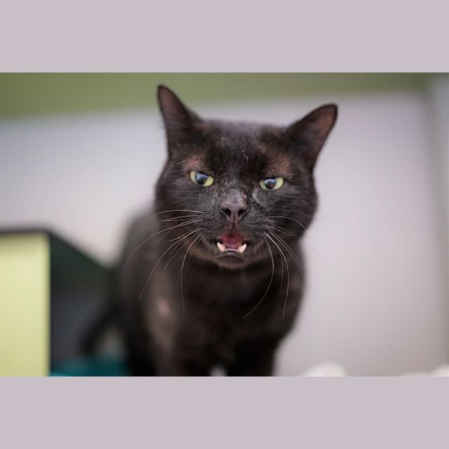 Photo of Bennie