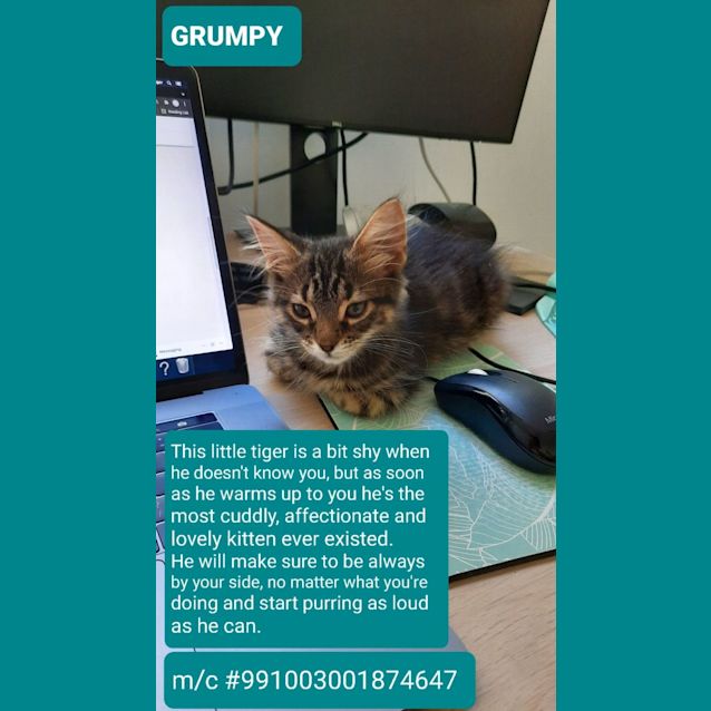 Photo of Grumpy