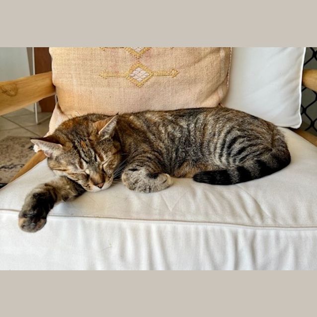 Photo of C1003 Millie