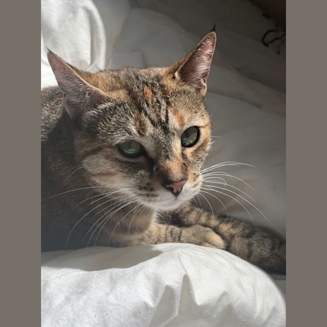 Photo of C1003 Millie