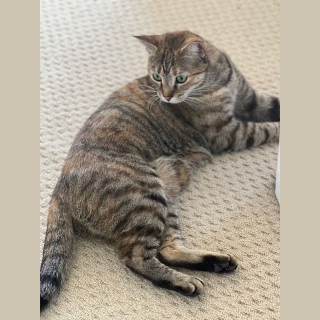 Photo of C1003 Millie