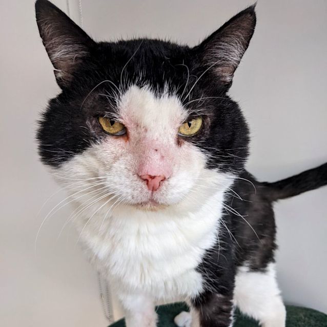 Photo of Shrek And Fiona   Located In Endeavour Hills