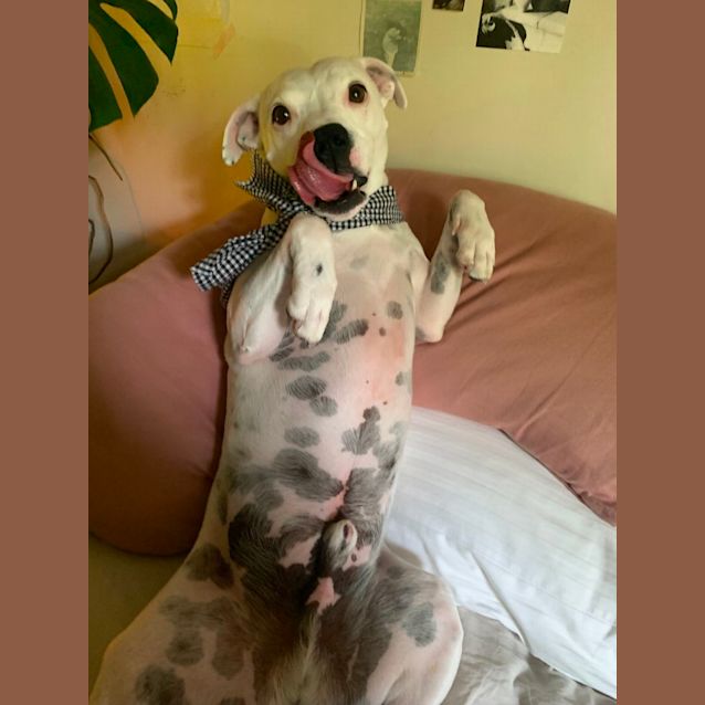 Photo of Mr Whippy