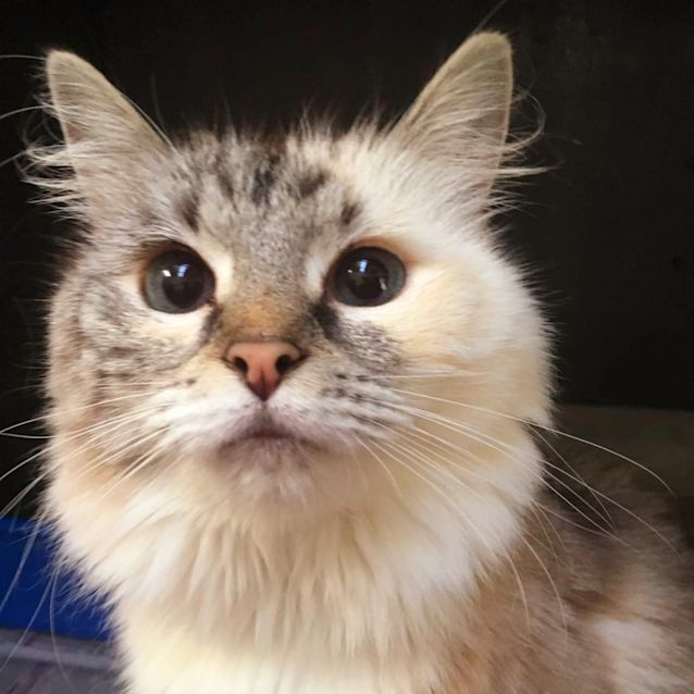 Photo of Pebbles