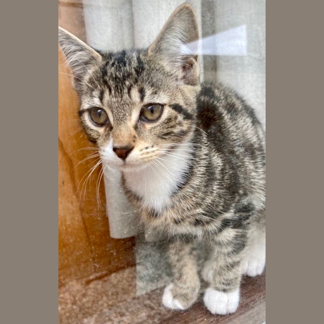 Photo of Puff