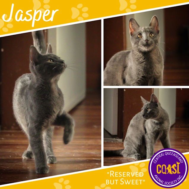 Photo of Jasper