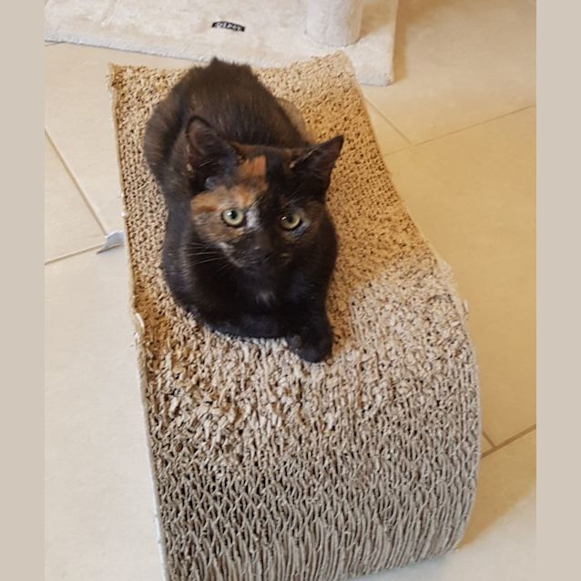 Photo of C1031 Minnie