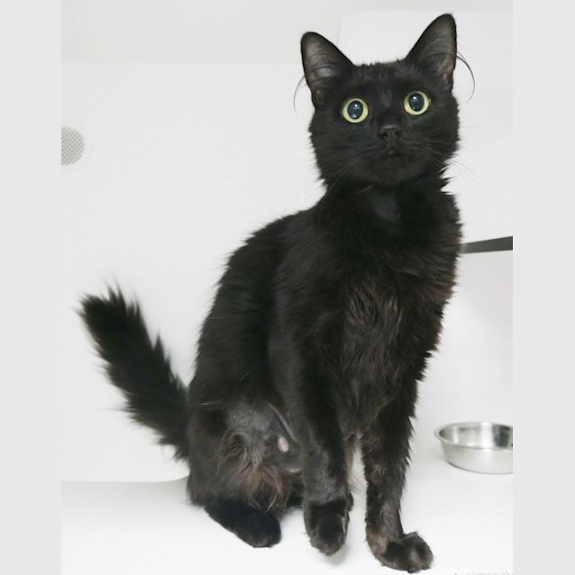 Photo of Diamond Sua009868