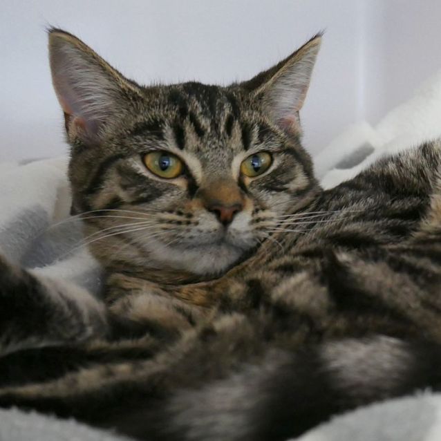 Photo of Buggy Suk009546