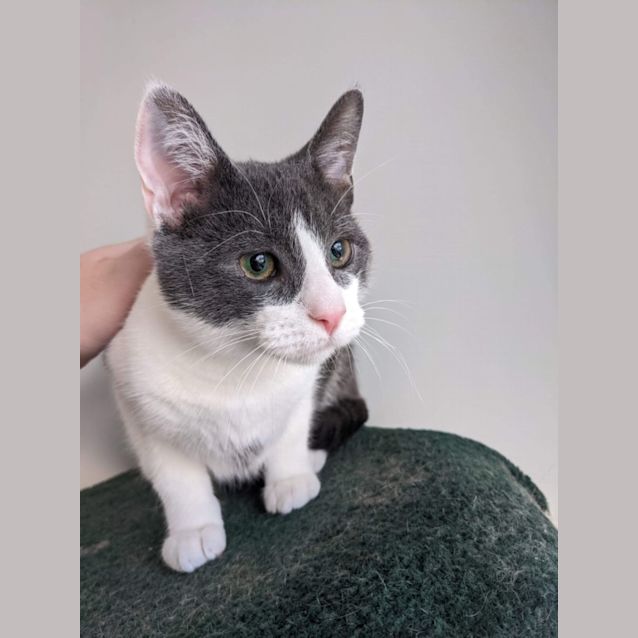 Photo of Frankie ~ Meet Me At Pet Stock South Melbourne ❤️