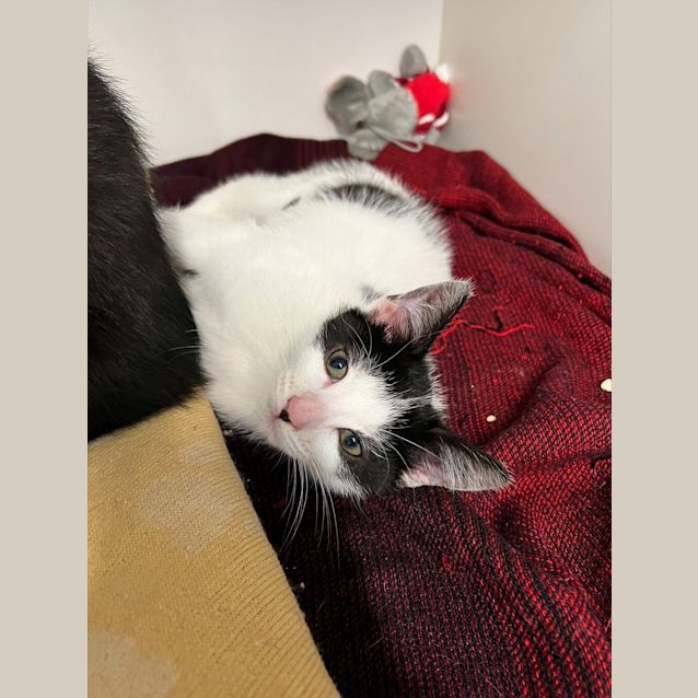 Photo of Louie