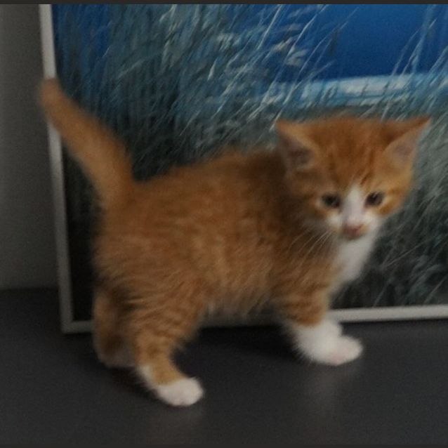 Photo of Obi