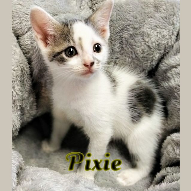 Photo of Pixie