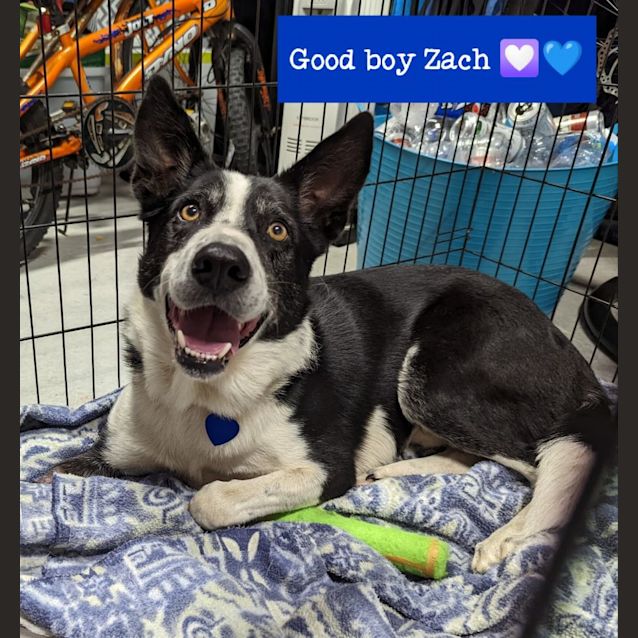 Photo of Zach 💙🦴