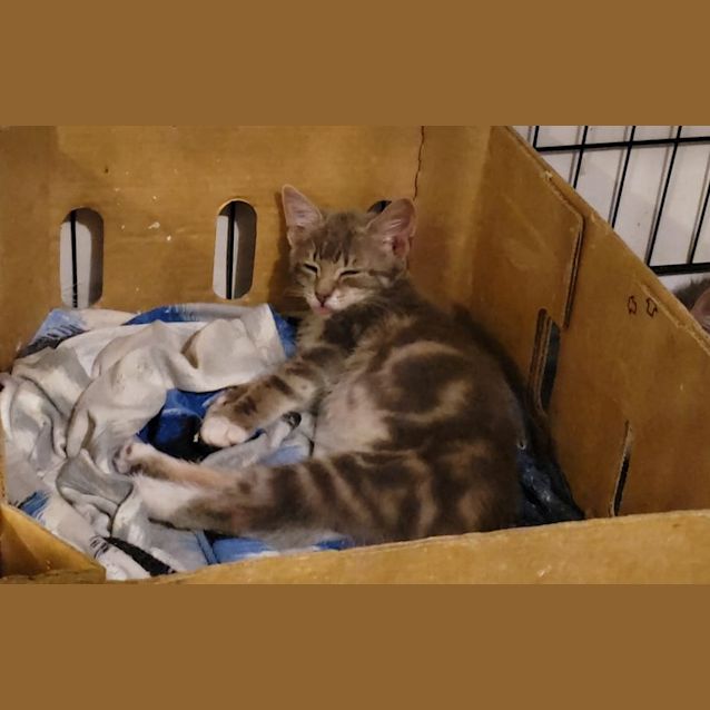 Photo of Flix & Nini