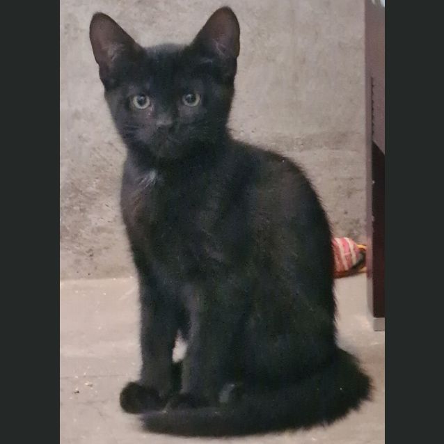 Photo of Zimba **2nd Chance Cat Rescue**