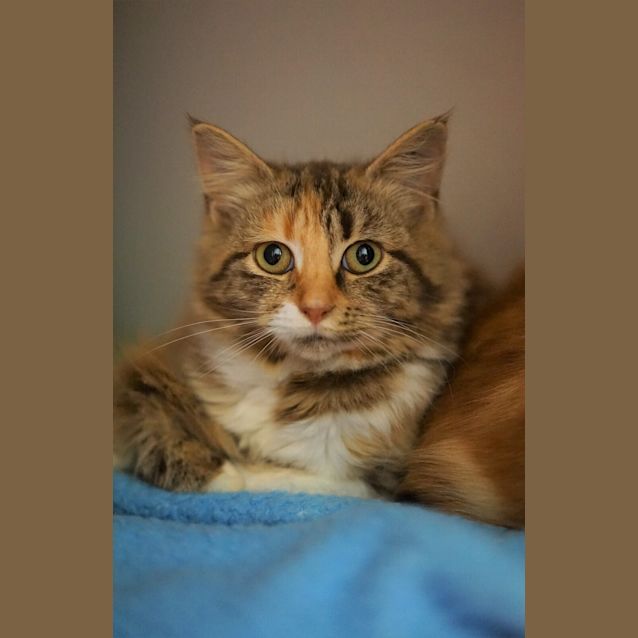 Photo of Gracie