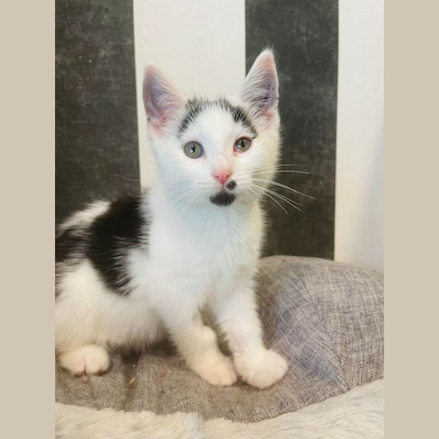 Photo of Hamish   Meet Me At Pet Stock Lilydale