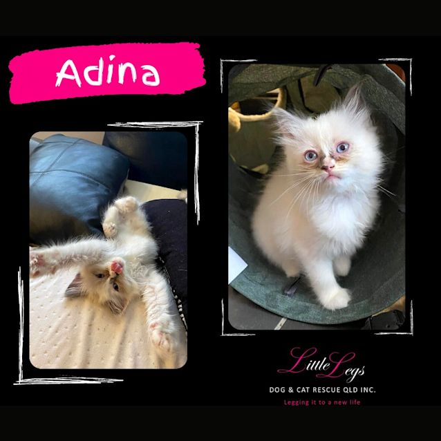 Photo of Adina