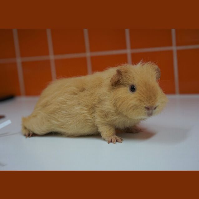 Photo of Banana