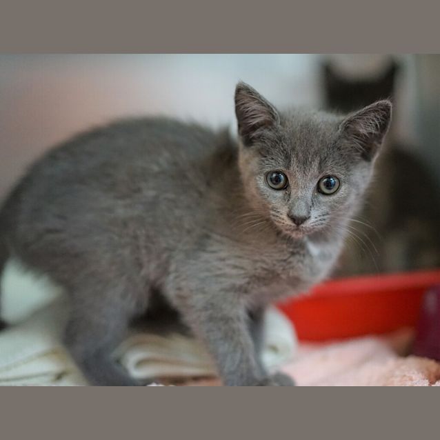 Photo of Nova