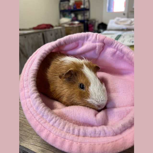 Photo of Clementine