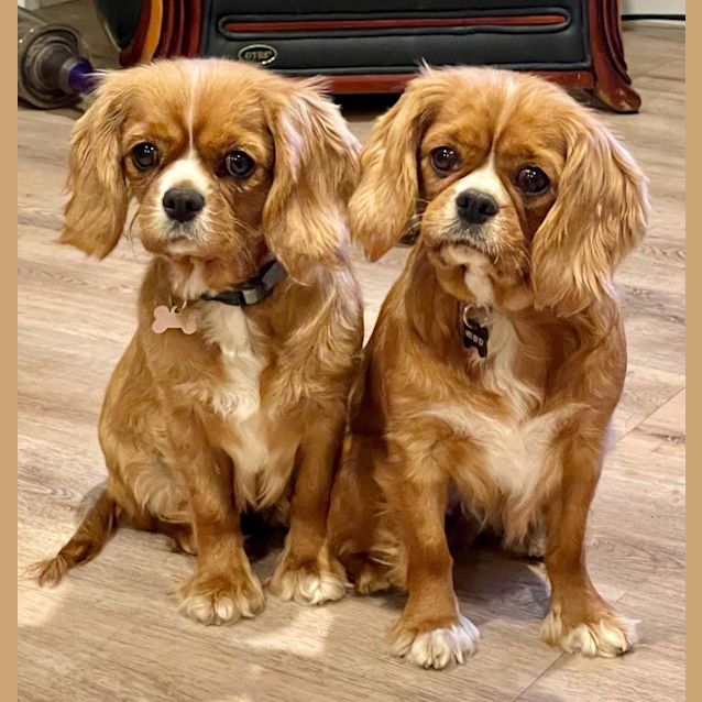 Photo of Cookie And Willow 