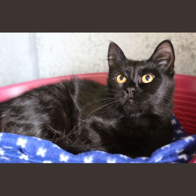 Photo of Pepper