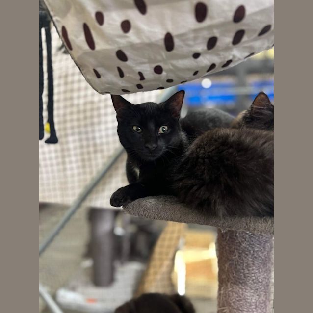 Photo of Smokey