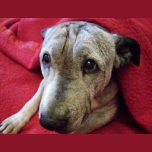 Photo of Sparkie Whistledown