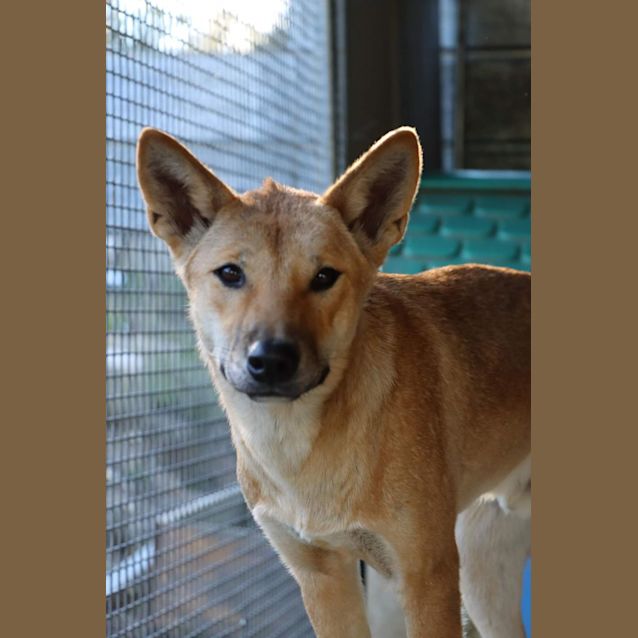 The Australian dingo: to be respected, at a distance