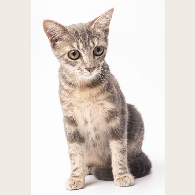 Photo of Miss Meow Meow