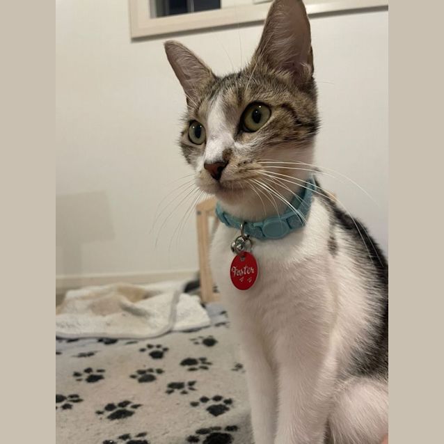 Chanel - Female Domestic Short Hair Cat in NSW - PetRescue