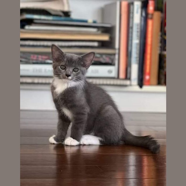 Photo of Onyx