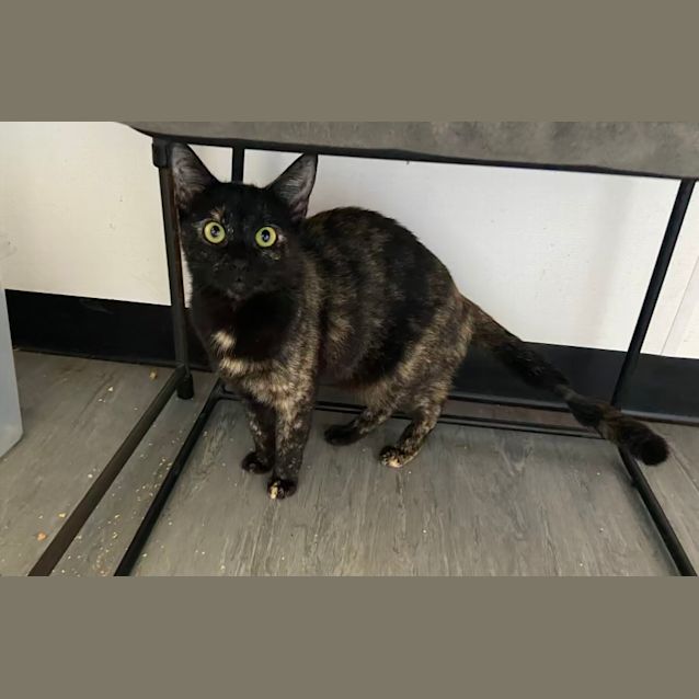 Photo of Athena